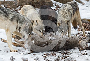 Pack of Grey Wolves Canis lupus Sniff and Look Over Deer Carcass Winter