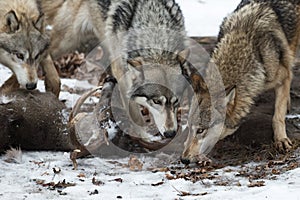 Pack of Grey Wolves Canis lupus Sniff at White-Tail Deer Head Winter
