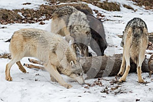 Pack of Grey Wolves Canis lupus Sniff at White-Tail Deer Winter