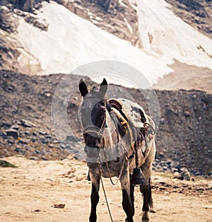 Pack horse in the Andes mountain