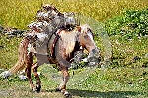 Pack Horse in The Himalayas