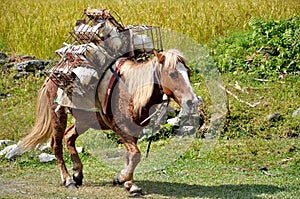 Pack Horse in The Himalayas photo