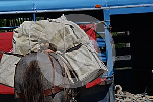 A pack horse ready for the trail.