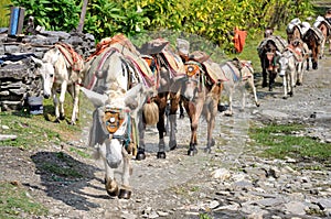 Pack Horses in The Himalayas