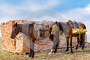 Pack horses delivering bricks to the site of the restoration of the destroyed chapel