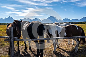 A pack of horses in Grand Teton National Park, Wyoming