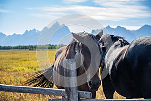 A pack of horses in Grand Teton National Park, Wyoming