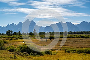 A pack of horses in Grand Teton National Park, Wyoming