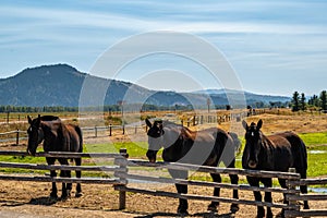 A pack of horses in Grand Teton National Park, Wyoming