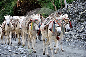 Pack Horses in The Himalayas