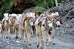 Pack Horses in The Himalayas photo