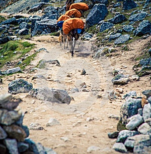 Pack horses on the trail in Peru