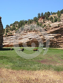 Pack of horses, Utah