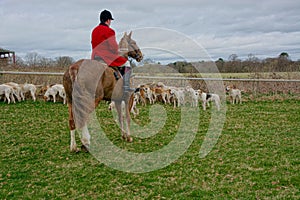 Fox hunting with a pack of hounds