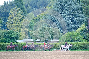 Pack of hounds,  hunting dogs, hunter hounds, beagle dogs, pack of hounds walking between horses and riders