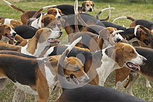 A pack of hunting hounds looking toward the Master of Hounds