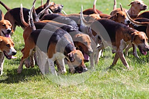 Pack of hunting hounds A