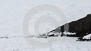 Pack ice against dark cliff rocks in Newfoundland and Labrador