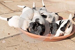 A pack of Jack Russell Terrier puppies are standing in a red bowl. Dogs are 7, 5 weeks old