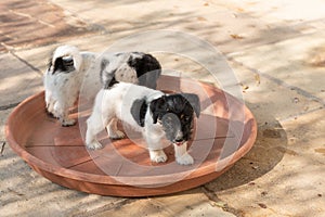 A pack of Jack Russell Terrier puppies are standing in a red bowl. Dogs are 7, 5 weeks old