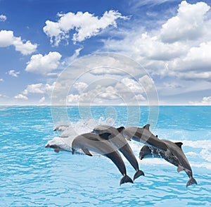 Pack of jumping dolphins