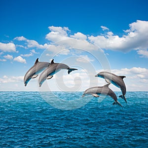 Pack of jumping dolphins