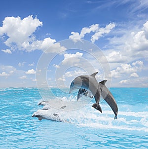 Pack of jumping dolphins