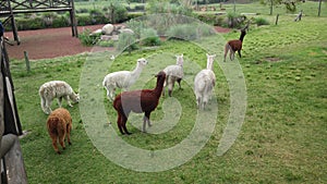 Pack of lamas in the park