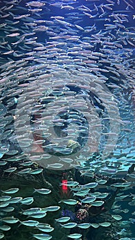 A Pack of Little Sardines in an Aquarium