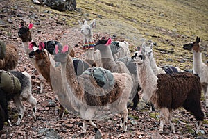 A pack of Llamas in the Andes Mountains. Ausangate, Cusco, Peru