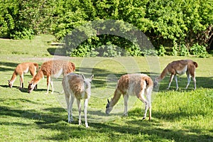 Pack of llamas in prairie grassland