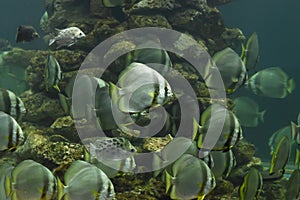 Pack of longfinned batfish in aquarium