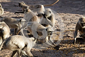 pack of monkeys (langurs) actively feeds on scattered nuts