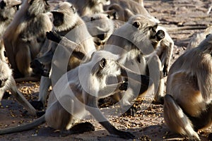 Pack of monkeys langurs actively feeds on scattered nuts