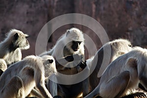 Pack of monkeys langurs actively feeds on scattered nuts