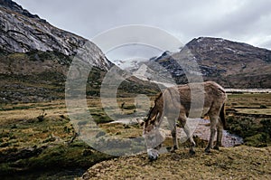 Pack mule grazing in Taullipampa camp and remains of an avalanche in the background in the trekking of the quebrada santa cruz