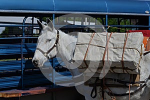 A pack mule ready for trail work.