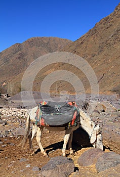 Pack mule Toubkal National Park Morocco