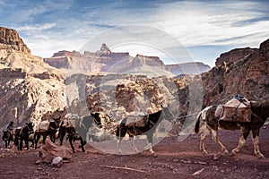 Pack Mules Heading Up The South Kaibab Trail