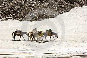 Pack mules and horses walking on the thick snow