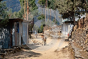 Pack Mules on Trail