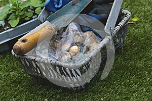 Pack of Narcissus Minow bulbs with a trowel and gloves in a wicker basket trug