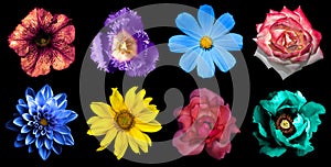 Pack of natural flowers isolated on black