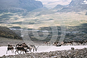 Pack of Norwegian Reindeer on a snow patch