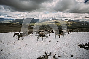 Pack of Norwegian Reindeer on a snow patch