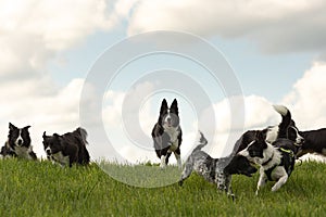 A pack of obedient dogs - Border Collies and other in all ages from the young dog to the senior