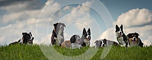 A pack of obedient dogs - Border Collies and other in all ages from the young dog to the senior