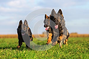 Pack of Old German Shepherd Dogs