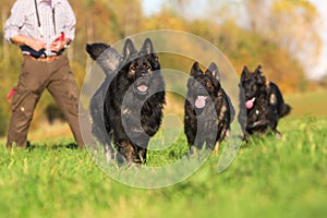 Pack of Old German Shepherd Dogs running