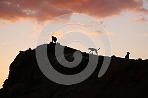 Pack of ownerless dogs on mountain